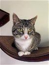 adoptable Cat in reston, VA named Pete