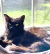 Simon