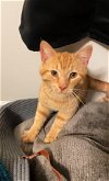 adoptable Cat in reston, VA named Rusty