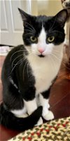 adoptable Cat in , VA named Kelly