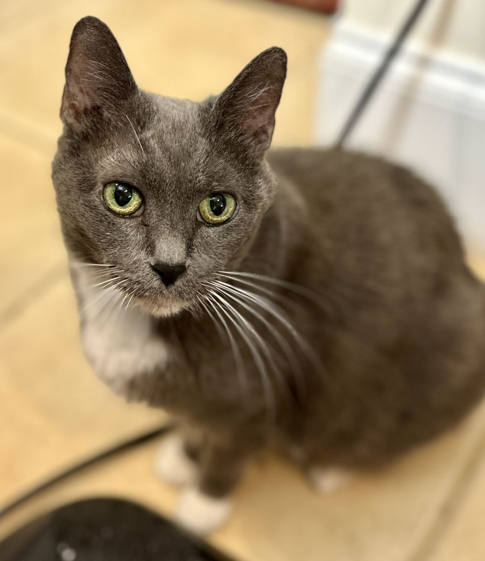 adoptable Cat in Reston, VA named Bugaboo