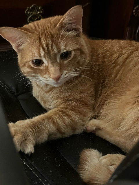 Hobbes