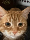Hobbes