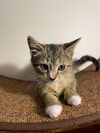 Lulu