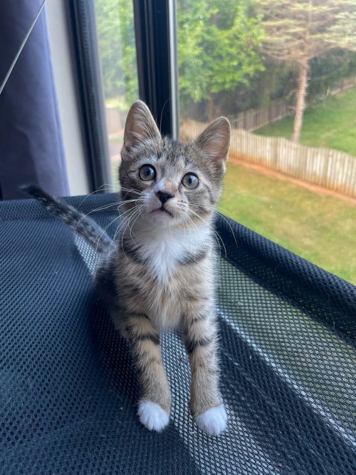 Lulu
