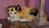 Phoebe