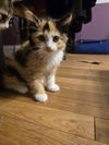 Phoebe