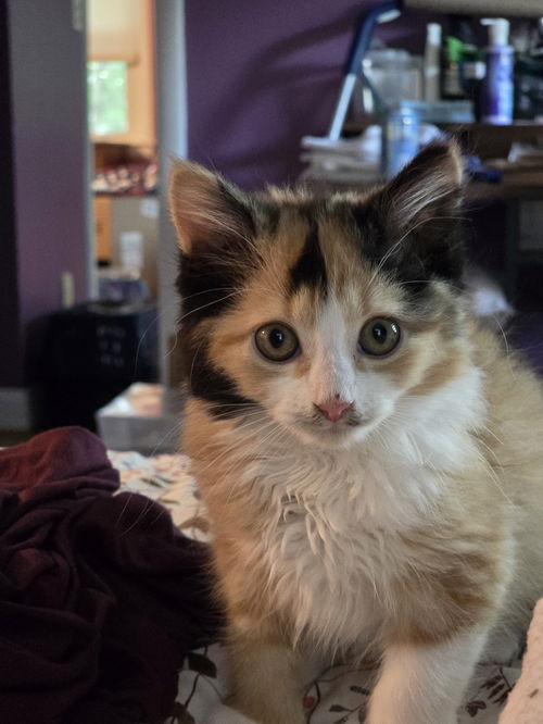 Phoebe