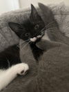 Chloe