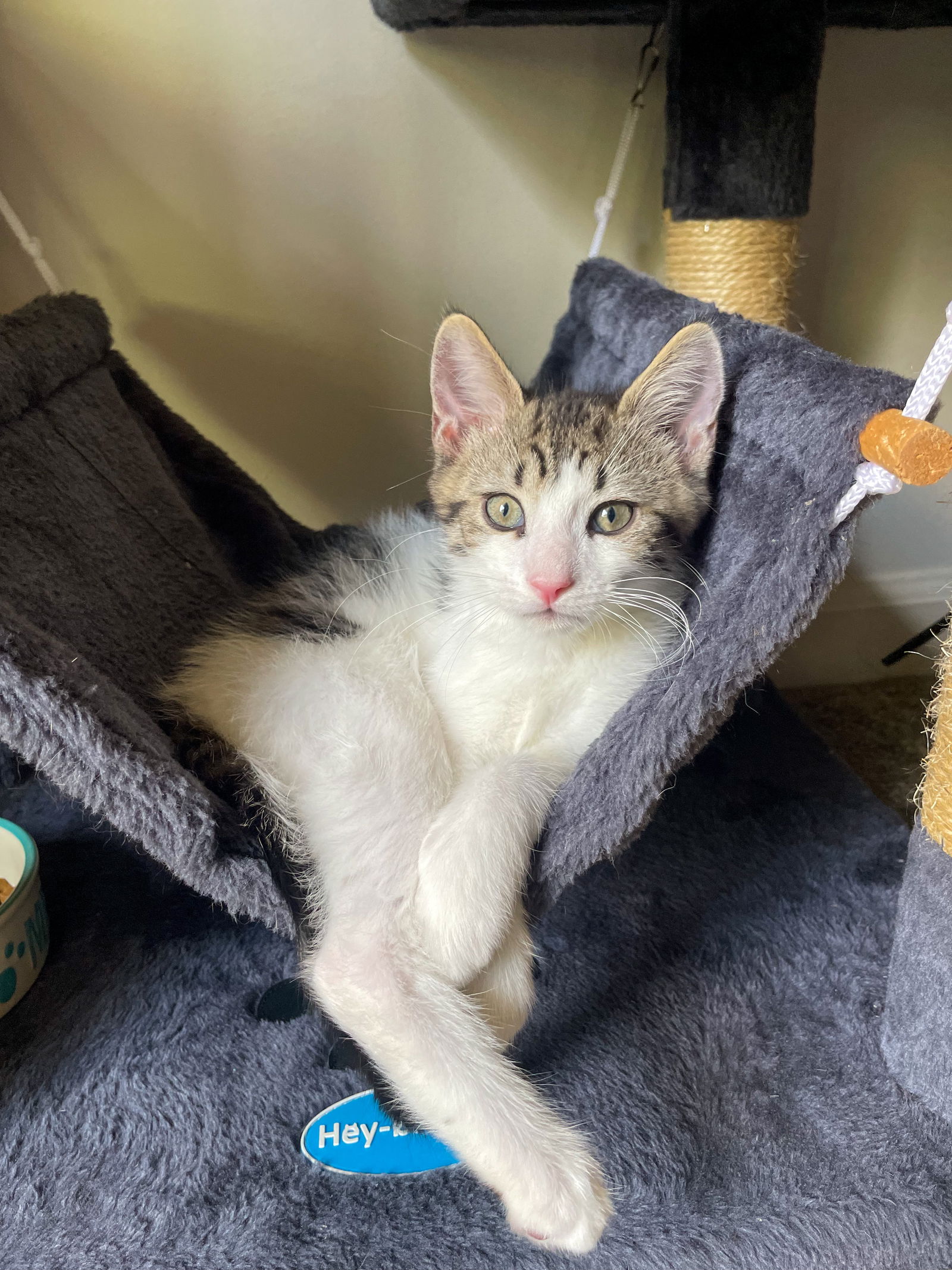 adoptable Cat in Reston, VA named Luigi