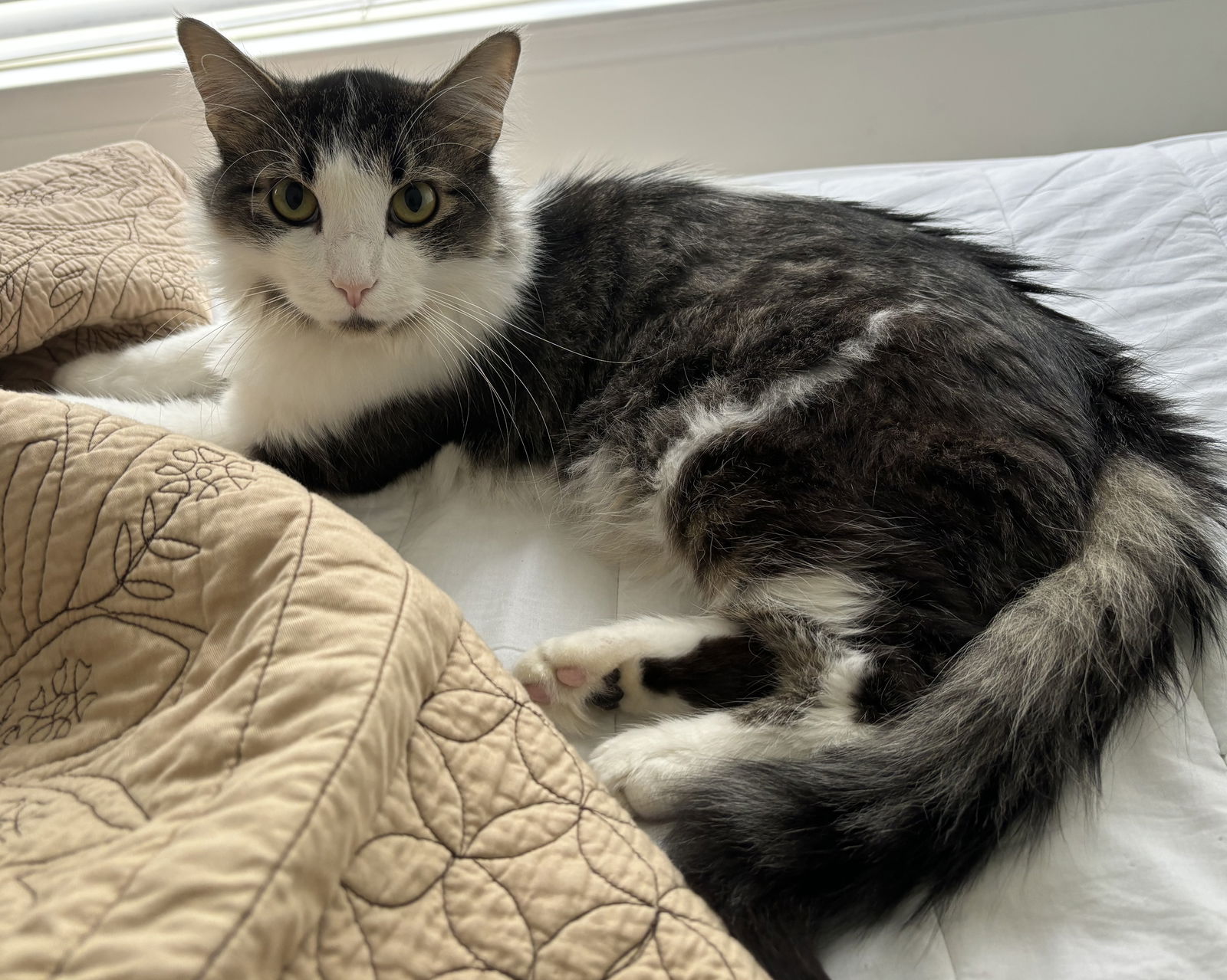 adoptable Cat in Reston, VA named Jeremiah