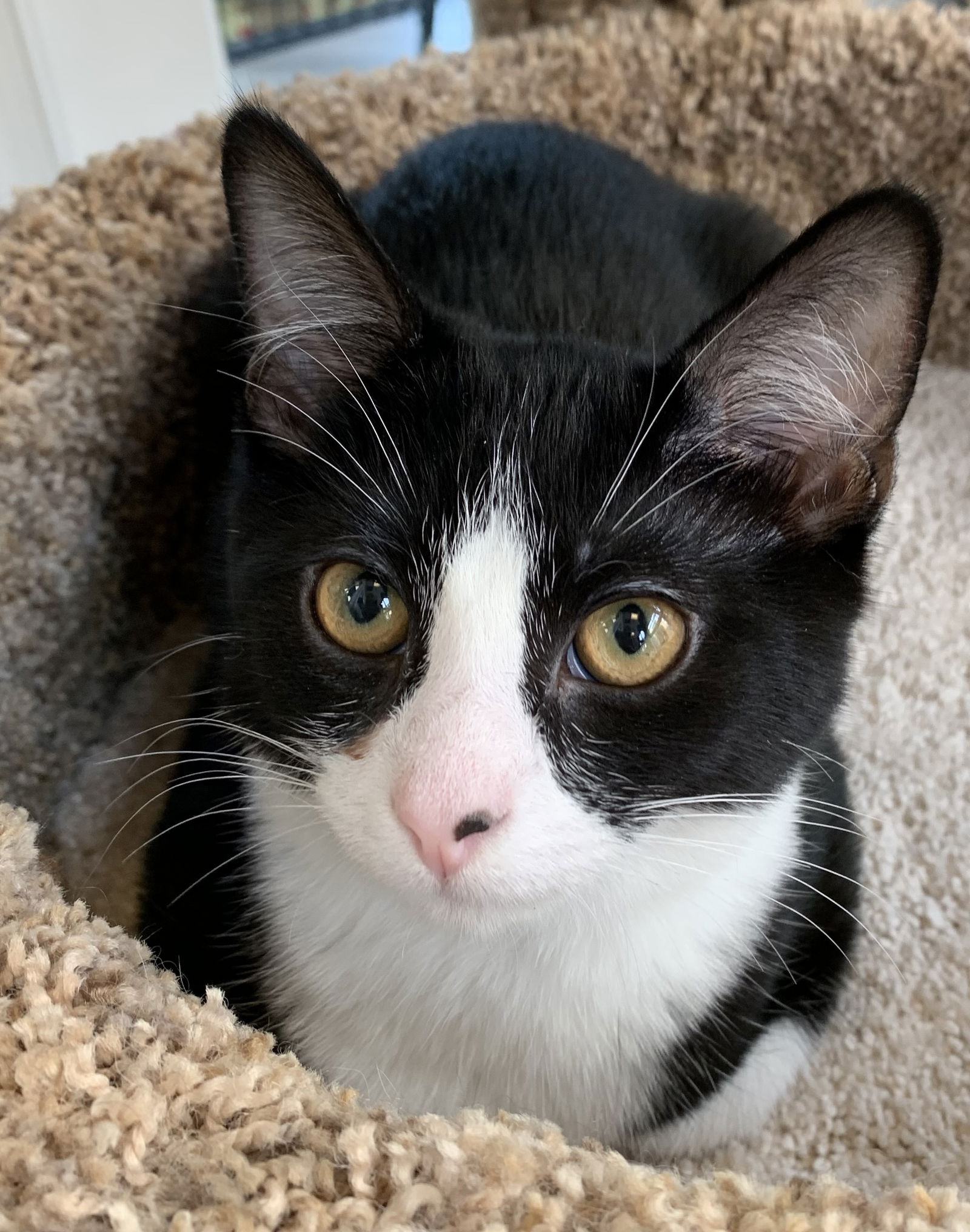 adoptable Cat in Reston, VA named Esme