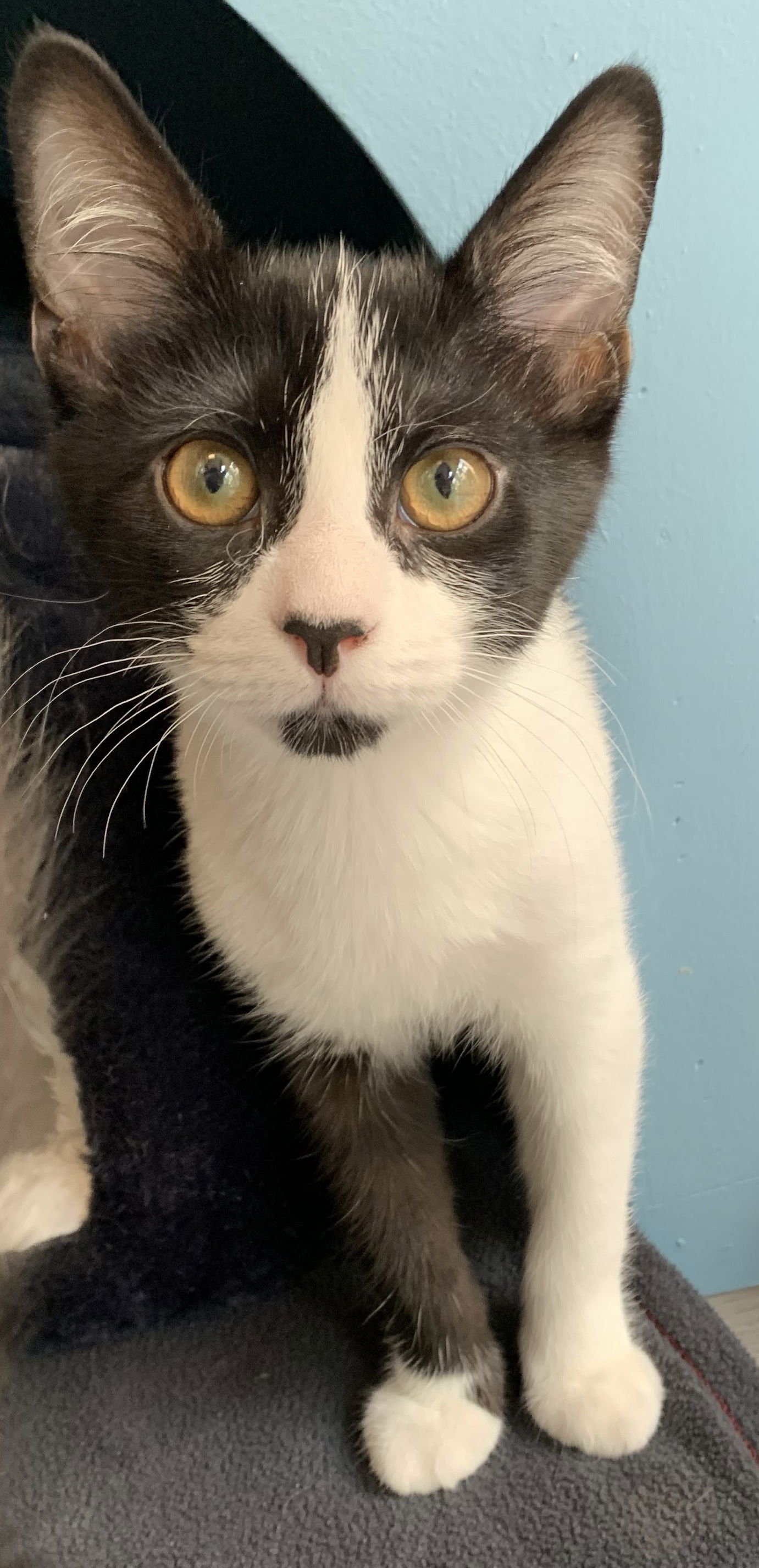 adoptable Cat in Reston, VA named Enzo