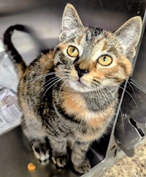 adoptable Cat in Reston, VA named Capri