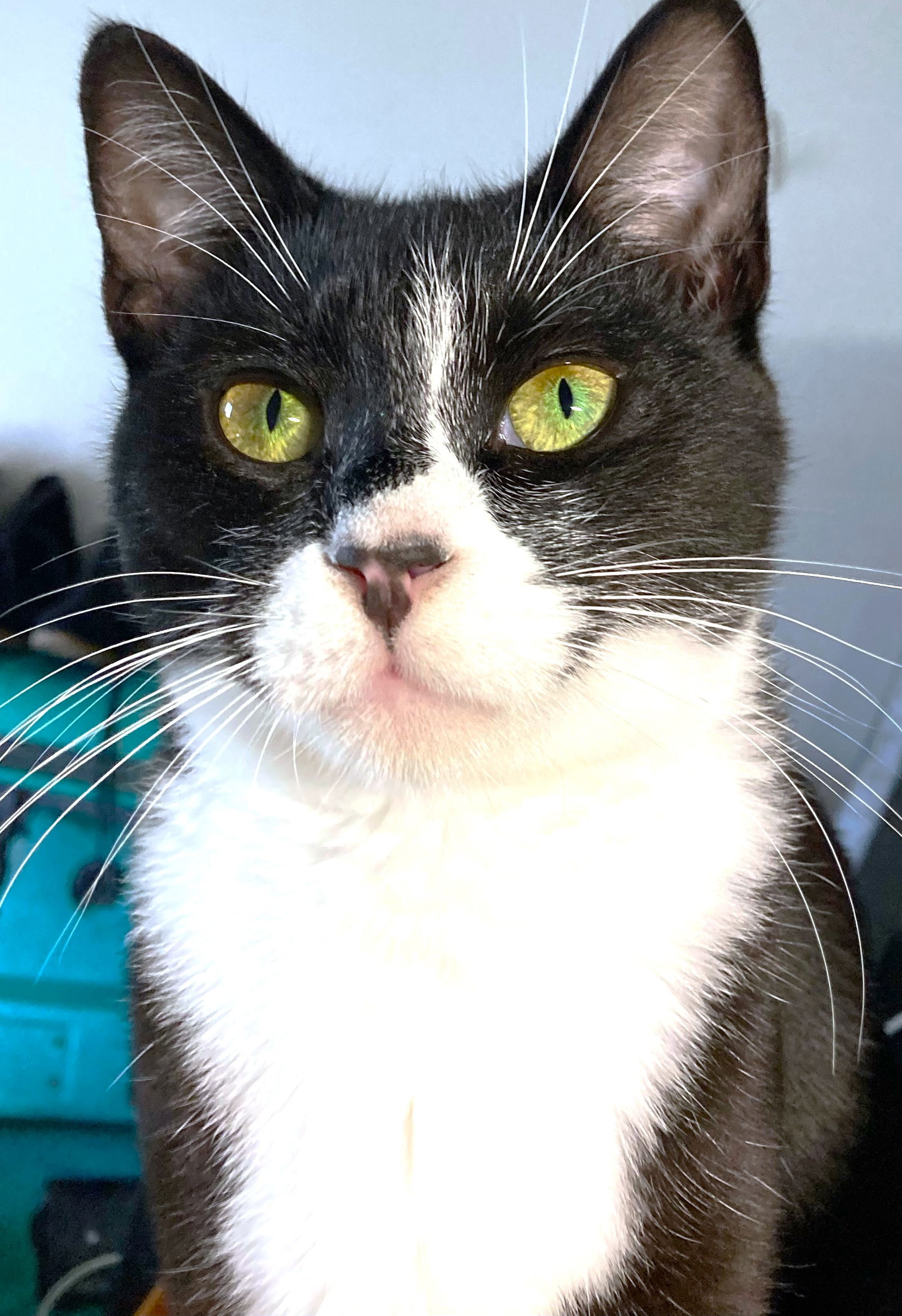 adoptable Cat in Reston, VA named Bobbi