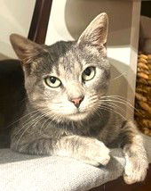 adoptable Cat in Reston, VA named Osprey