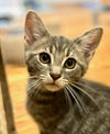 adoptable Cat in , VA named Zeki