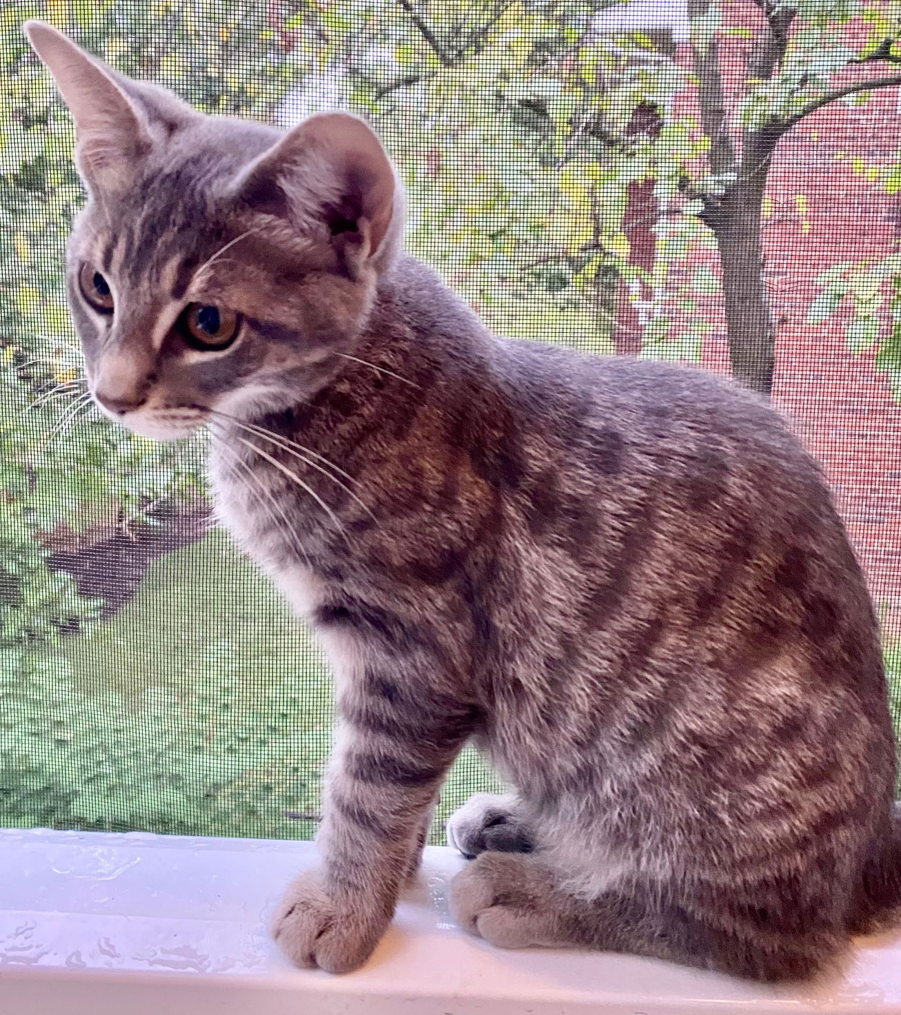 adoptable Cat in Reston, VA named Zeki