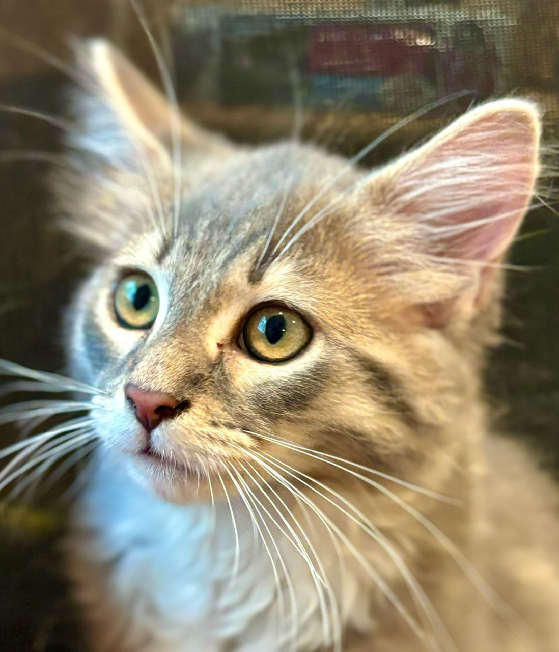 adoptable Cat in Reston, VA named Mavi