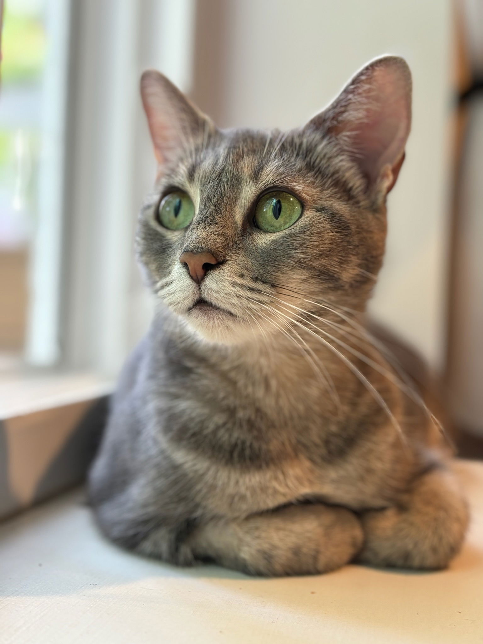 adoptable Cat in Reston, VA named Biskote