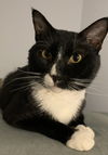 Sylvester - FIV Positive