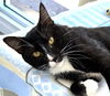 Sylvester - FIV Positive