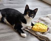 Miso