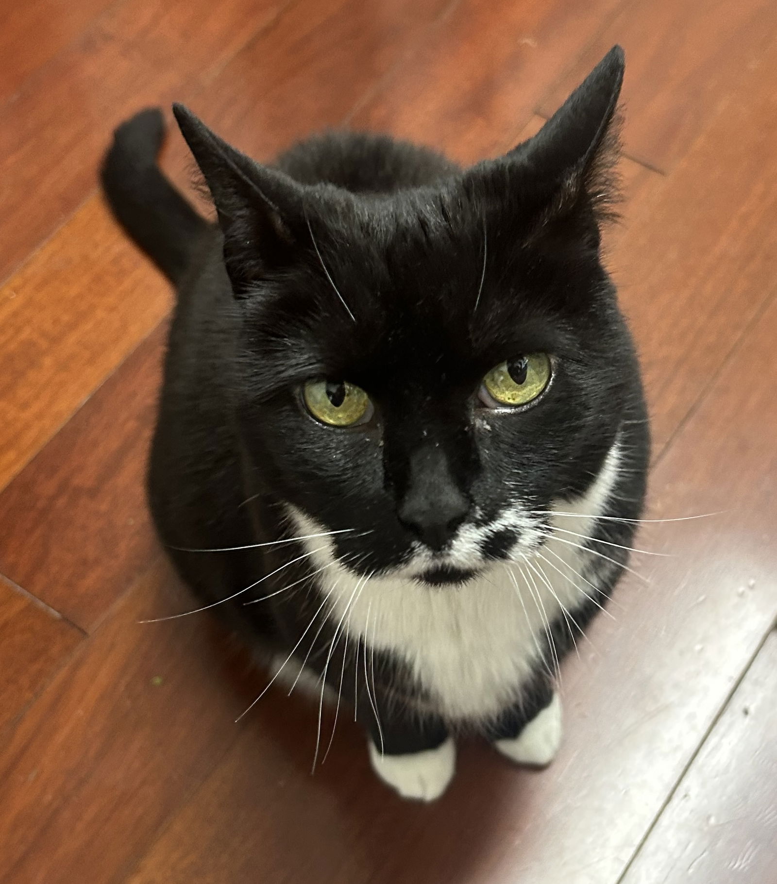 adoptable Cat in Reston, VA named Mu