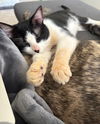 Oreo