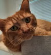 Miss Mango