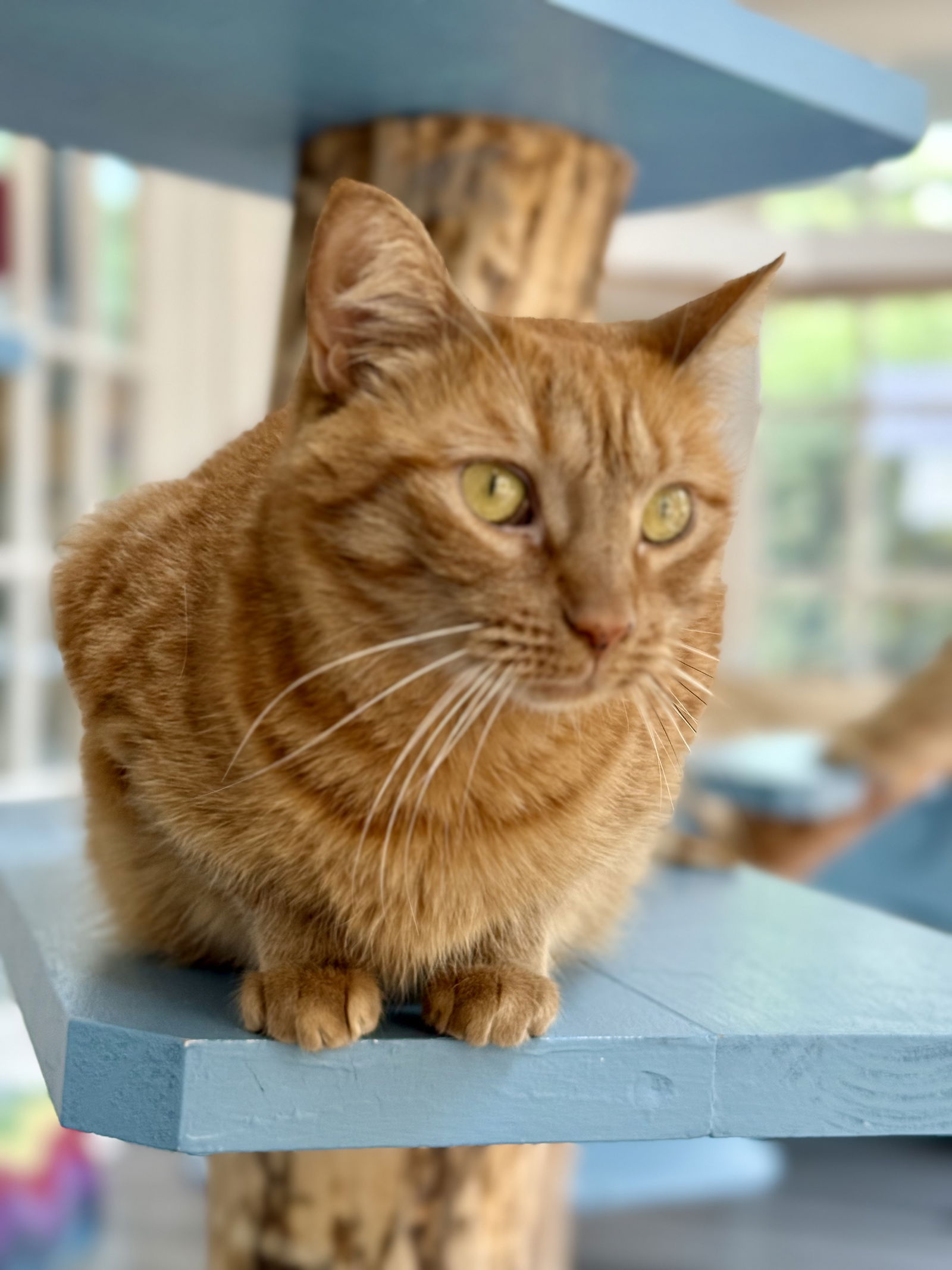 adoptable Cat in Reston, VA named Miss Mango