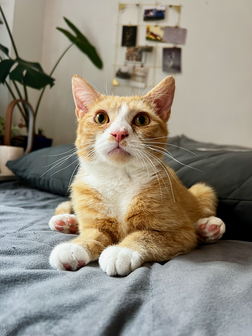 Nico