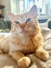 Johnnycake