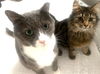 Abby - FIV +