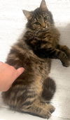 Abby - FIV +
