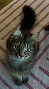 Abby - FIV +