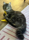Abby - FIV +