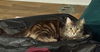 Abby - FIV +
