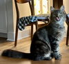 Abby - FIV +