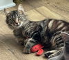Abby - FIV +