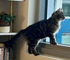 Abby - FIV +