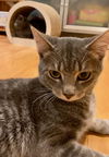 Truman