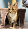 adoptable Cat in Reston, VA named Tango