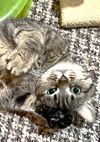 Pip