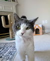 Finley