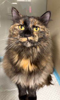 Callie - front declaw