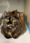 Callie - front declaw
