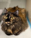 Callie - front declaw
