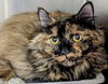Callie - front declaw