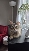 Ziggy